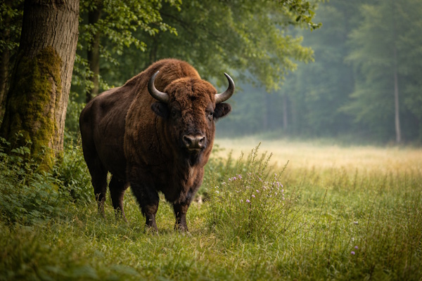 Bison